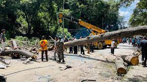 21 trees removed from Sallaghari area after fatal accident