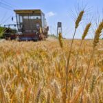 China’s summer grain harvest hits record high of 147.4 billion kg