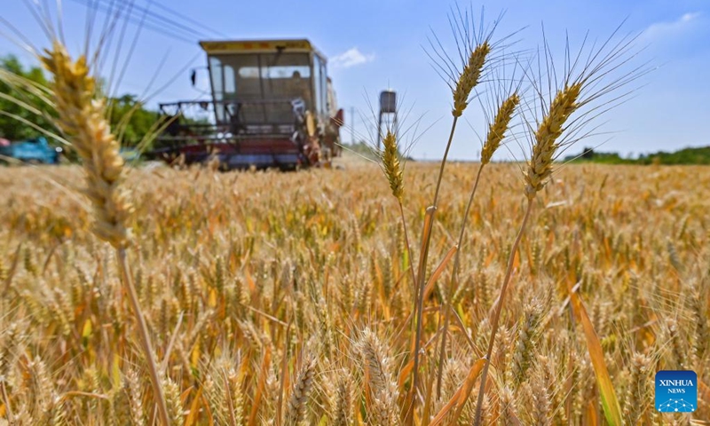 China’s summer grain harvest hits record high of 147.4 billion kg