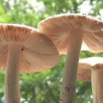 Five taken ill after consuming wild mushroom 