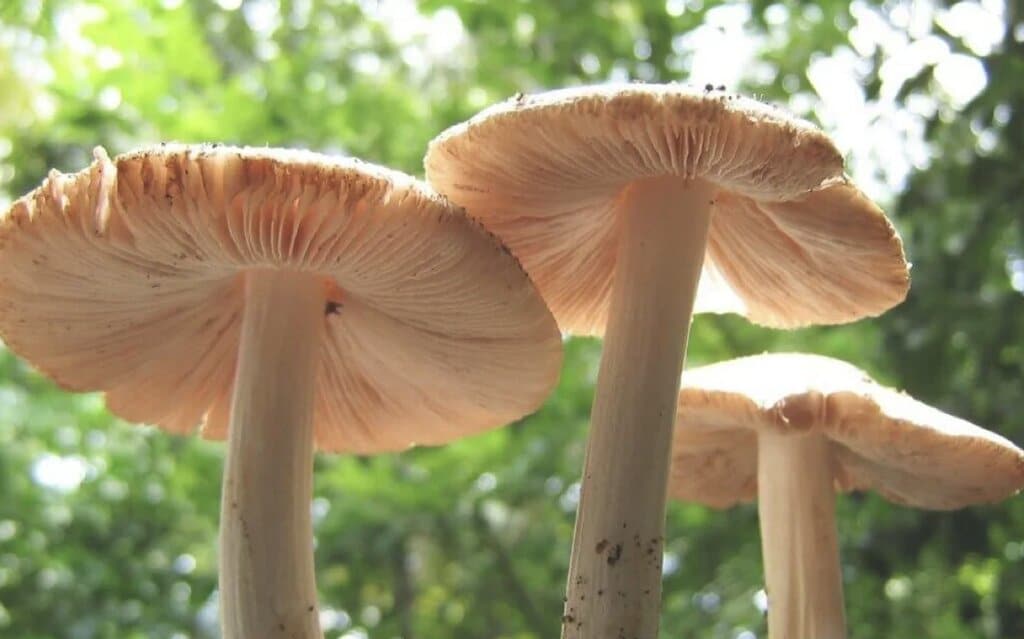 Five taken ill after consuming wild mushroom 