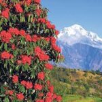 Rhododendron saplings planted in Sarangkot hill