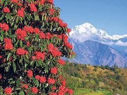 Rhododendron saplings planted in Sarangkot hill