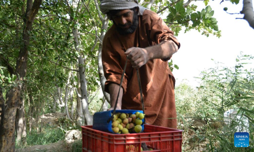 China and Afghanistan ramping up cooperation in agriculture and mining, 1 year after US troop pullout