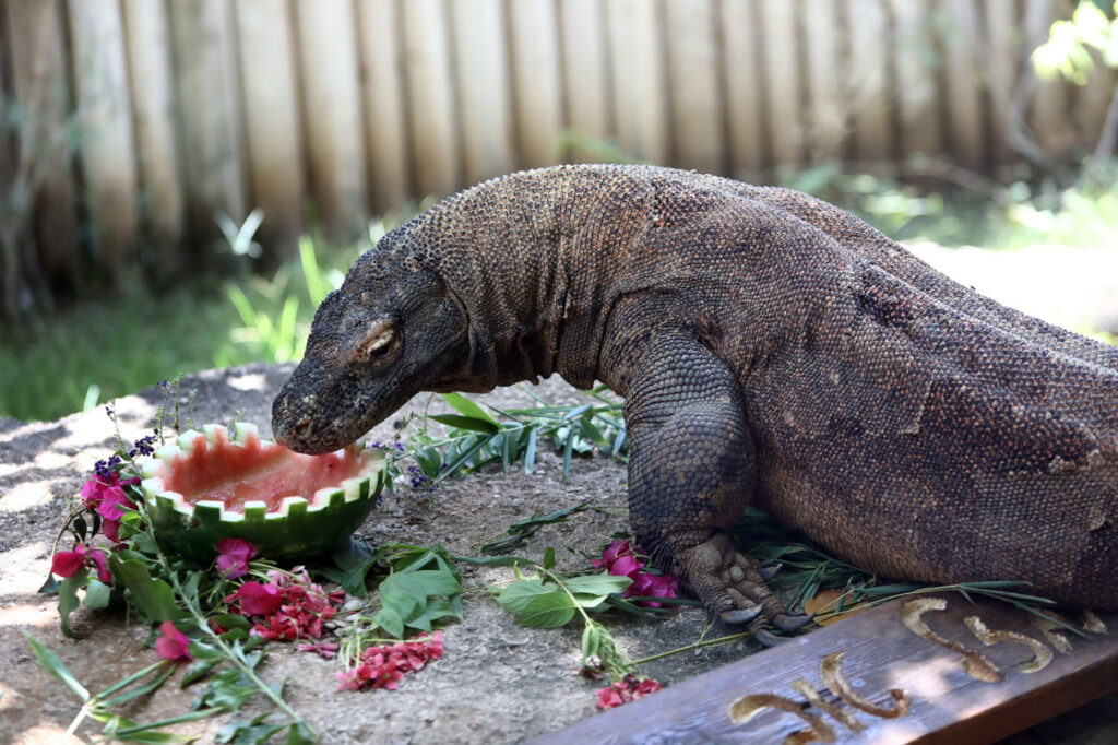 ISRAEL-RAMAT GAN-KOMODO DRAGON-BIRTHDAY