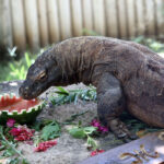 ISRAEL-RAMAT GAN-KOMODO DRAGON-BIRTHDAY