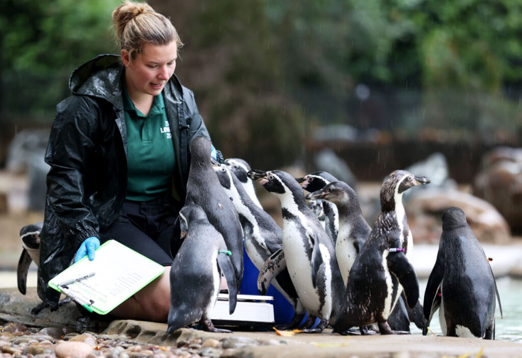 BRITAIN-LONDON-ZSL LONDON ZOO-ANNUAL WEIGH-IN