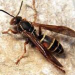   Man dies after being stung by wasps 