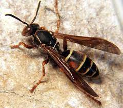   Man dies after being stung by wasps 