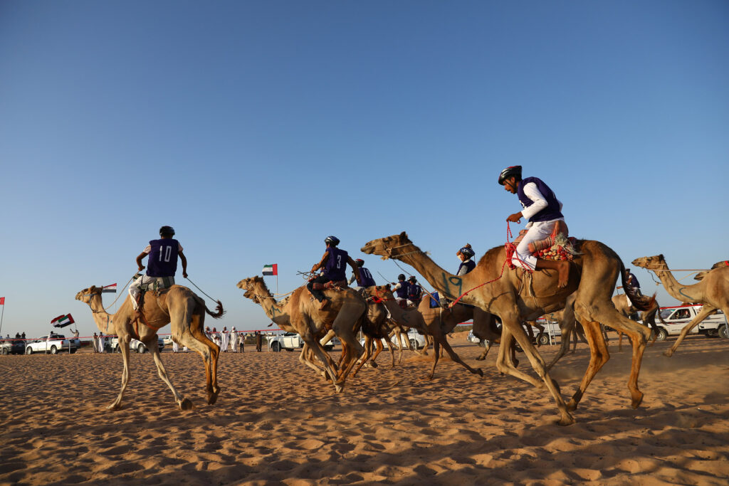 (SP)EGYPT-EL ALAMEIN CITY-CAMEL RACE