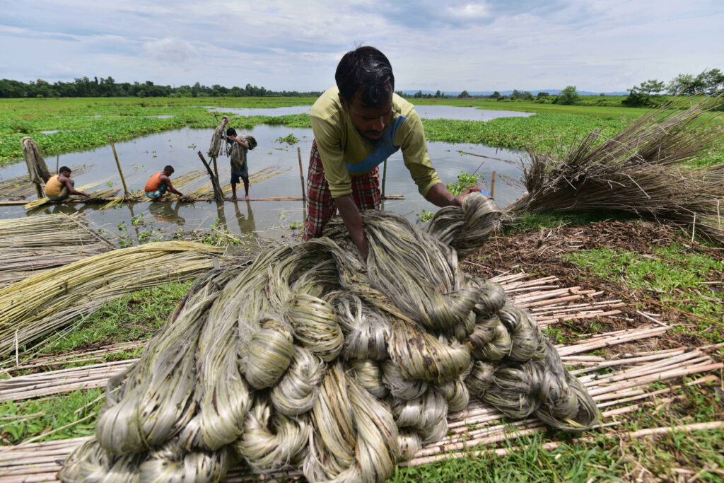 INDIA-ASSAM-NAGAON-EXTRACTION OF FIBRE