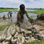 INDIA-ASSAM-NAGAON-EXTRACTION OF FIBRE