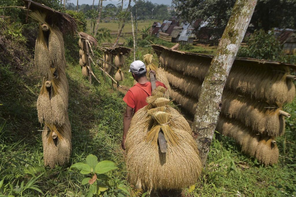 INDONESIA-BANTEN-RICE HARVEST