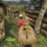 INDONESIA-BANTEN-RICE HARVEST