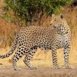 Mother braves leopard to save her son