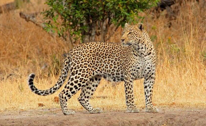 Mother braves leopard to save her son