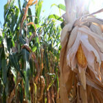 ITALY-LOMBARDY-MANTOVA-DROUGHT