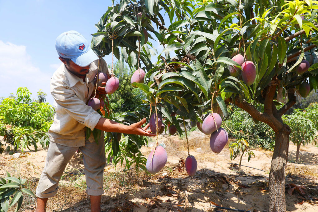 EGYPT-SHARQIYA-MANGO-HARVEST