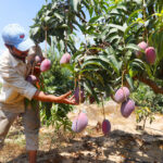 EGYPT-SHARQIYA-MANGO-HARVEST