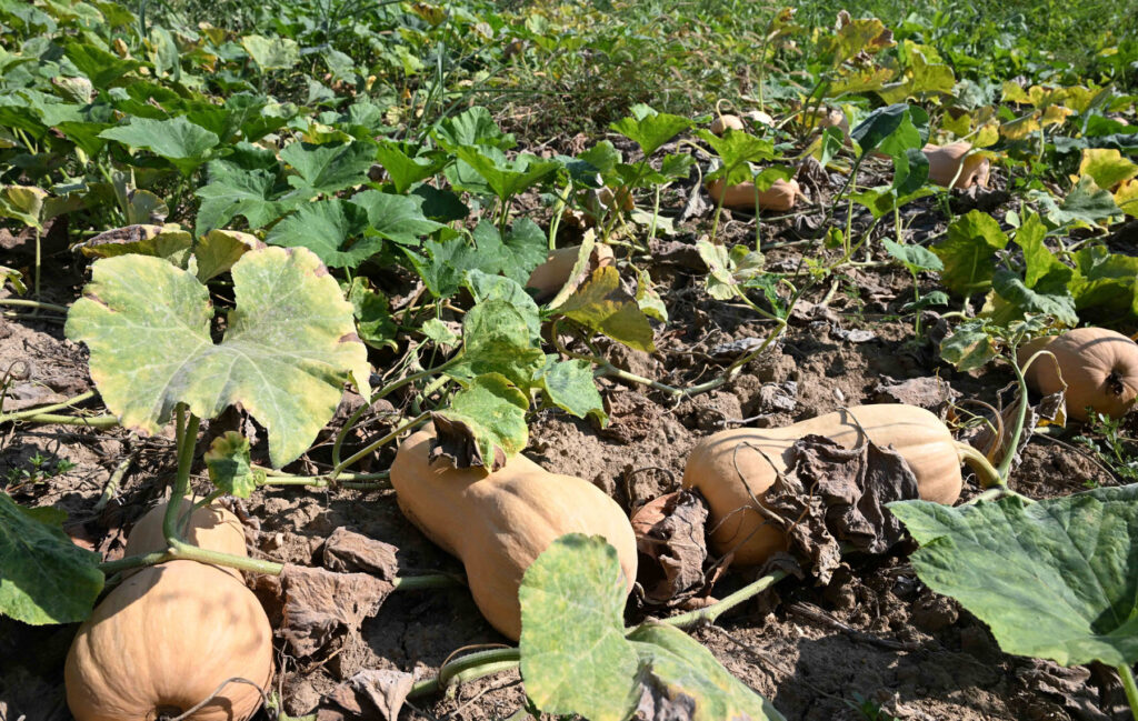 ITALY-LOMBARDY-MANTOVA-DROUGHT