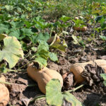 ITALY-LOMBARDY-MANTOVA-DROUGHT