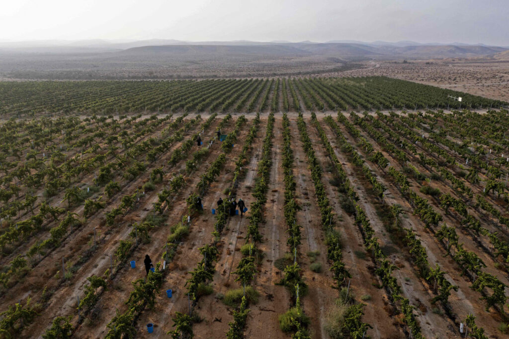 ISRAEL-ENVIRONMENT-AGRICULTURE-WINE