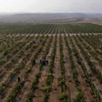 ISRAEL-ENVIRONMENT-AGRICULTURE-WINE