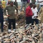 Illegally imported fish seized and destroyed 