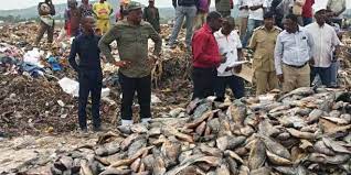 Illegally imported fish seized and destroyed 