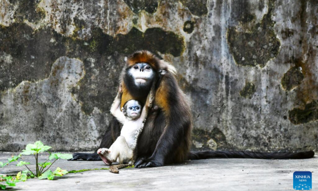 China revises laws on wildlife protection, enhances regulations on artificial breeding, invasive species