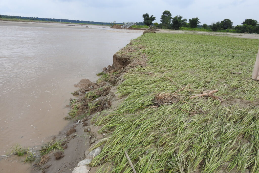 Kailali flooding: Cattle also on verge of death in lack of food