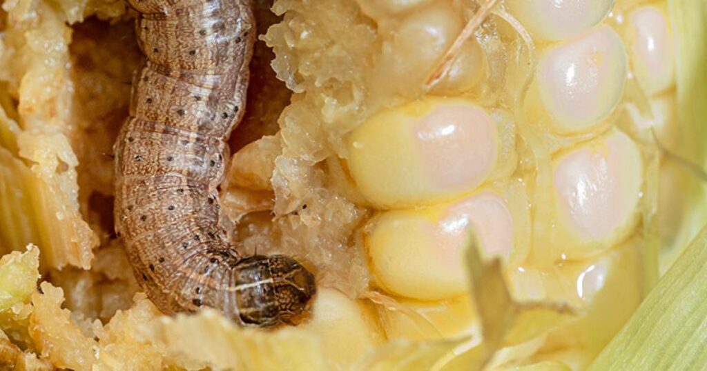 Maize crop destroyed by armyworm