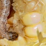 Maize crop destroyed by armyworm