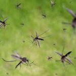 99 cases of dengue infection in Tanahu   