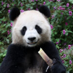 CHINA-SICHUAN-GIANT PANDAS-QATAR (CN)