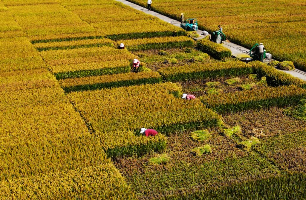 CHINA-COLD DEW-AGRICULTURAL ACTIVITIES (CN)