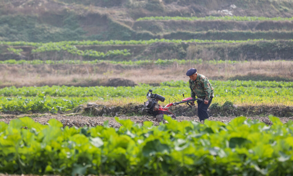 China completes 99% of winter grain planting, eyes good harvest in 2023