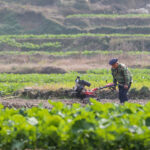 China completes 99% of winter grain planting, eyes good harvest in 2023