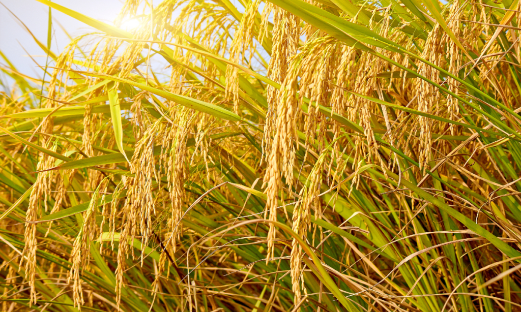 Xi delivers written remarks at international forum on hybrid rice assistance, global food security