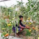 Vegetable farming flourishing in Naya Basti