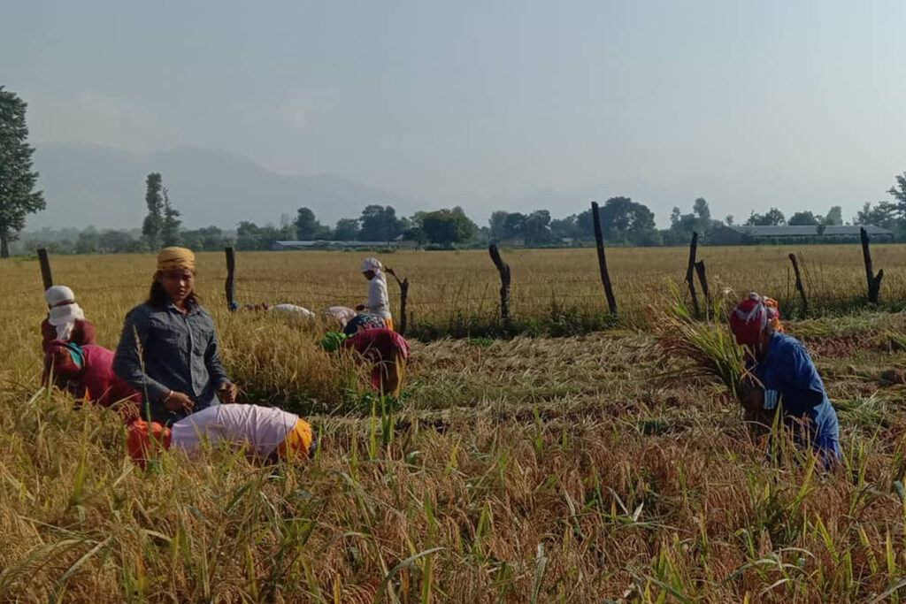 Chitwan records rise in paddy production