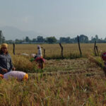 Chitwan records rise in paddy production