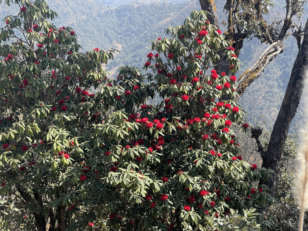 FEATURE NEWS: Pathibhara rhododendrons not flowering at regular time sounds the alarm