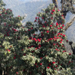 FEATURE NEWS: Pathibhara rhododendrons not flowering at regular time sounds the alarm