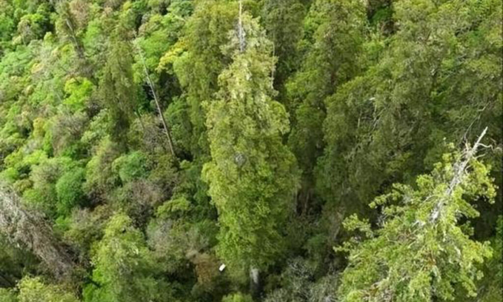 Asia’s tallest tree at 102.3-meter found in SW China’s Xizang