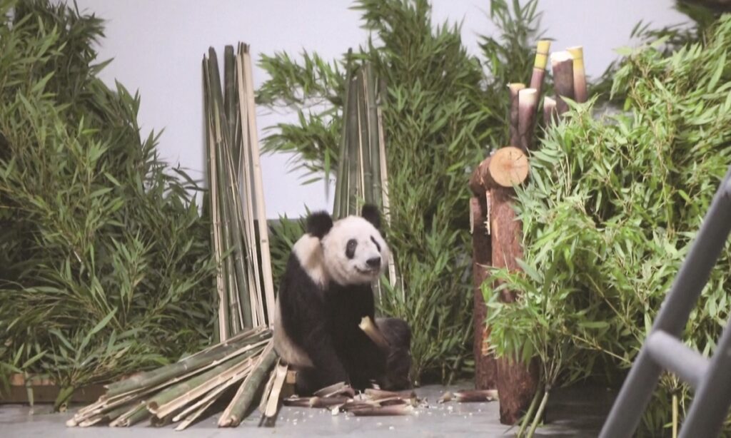 Chinese netizens warmly welcome giant panda Ya Ya’s return to Beijing Zoo following one month in quarantine