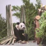 Chinese netizens warmly welcome giant panda Ya Ya’s return to Beijing Zoo following one month in quarantine