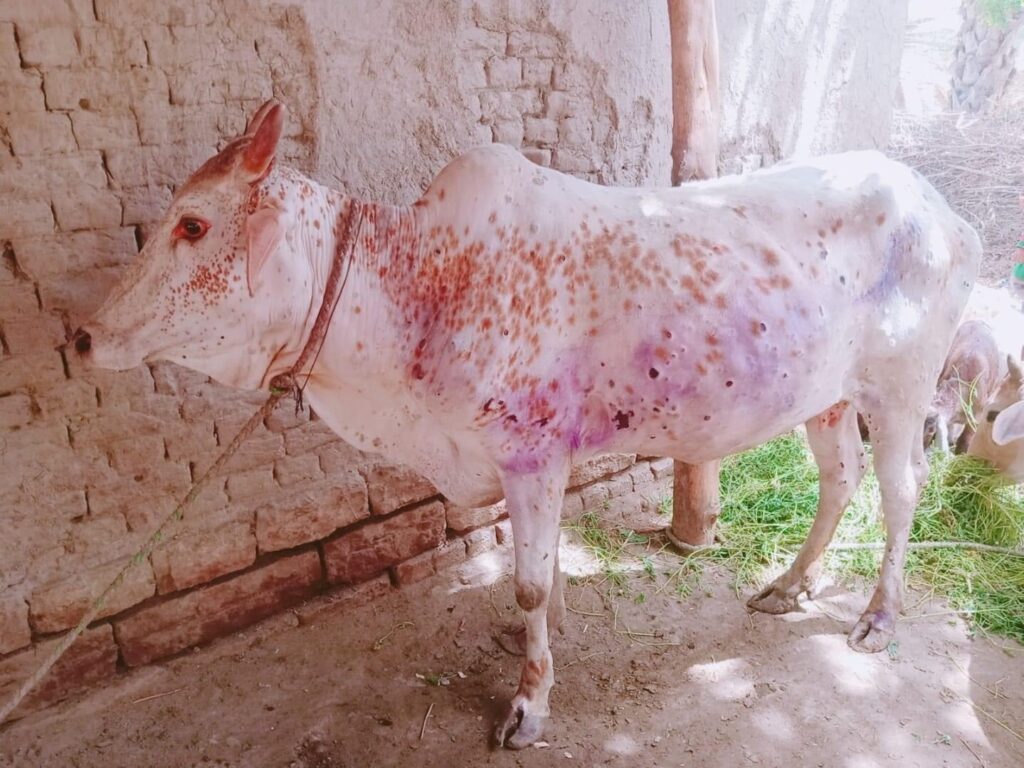 Lumpy skin disease spreads in 12 districts of Koshi Province killing over 1,100 cattle 