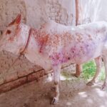 Lumpy skin disease spreads in 12 districts of Koshi Province killing over 1,100 cattle 