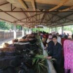 Feature News: Palpa promoting religious tourism through cow conservation